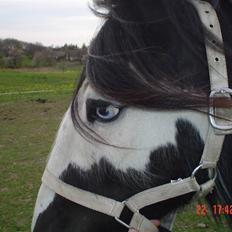 Tinker agerhøjs van chivas regal