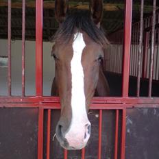 Dansk Varmblod Donna May Z