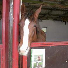 Dansk Varmblod Donna May Z