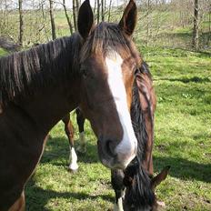 Dansk Varmblod Donna May Z