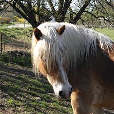 Tyroler Haflinger Alladin