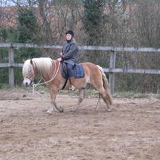 Tyroler Haflinger Alladin