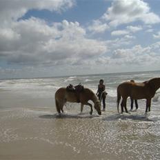 Tyroler Haflinger Alladin