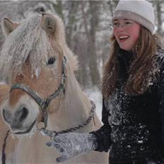 Fjordhest Heica 