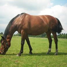 Anden særlig race Paganini