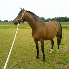 Anden særlig race Paganini