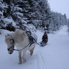 Anden særlig race Don Felix