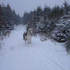 Anden særlig race Don Felix