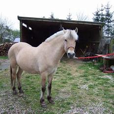 Fjordhest Julie Sejr