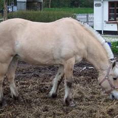 Fjordhest Julie Sejr