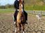 New Forest hunter<33