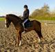 New Forest hunter<33