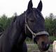 Oldenborg Cille 