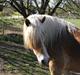 Tyroler Haflinger Alladin