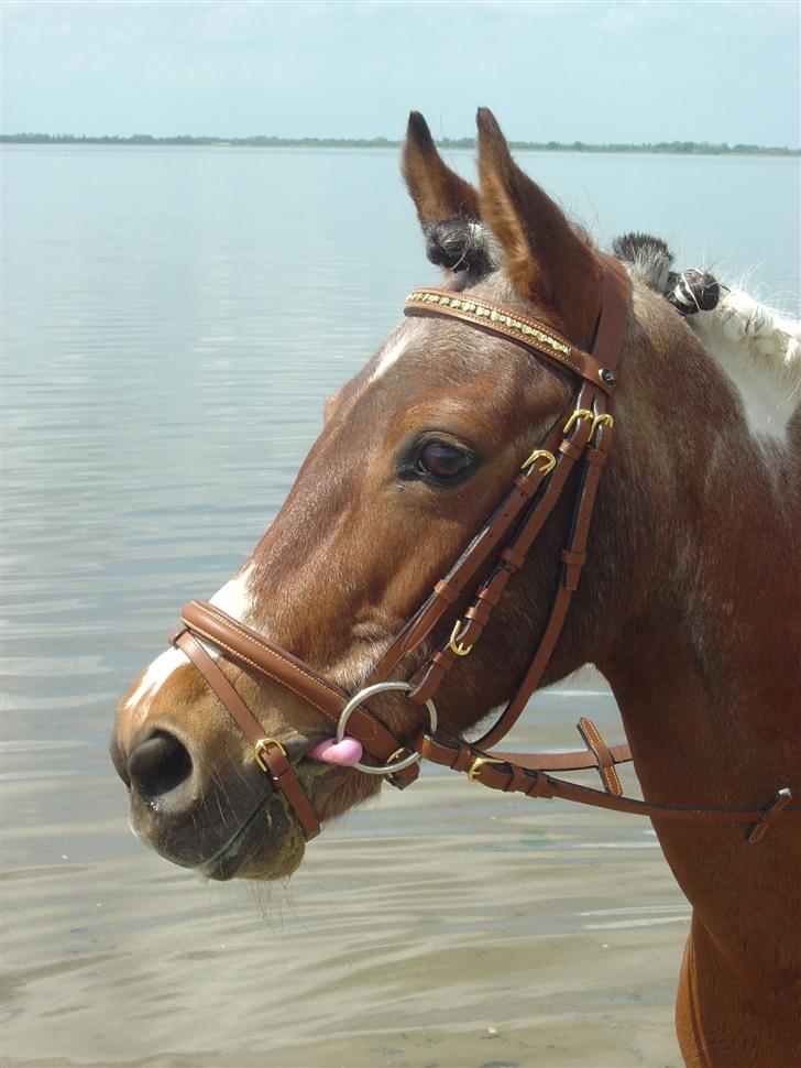 Anden særlig race Cool Spot*SOLGT* - hende den smukke med nyt hvodetøj  billede 1
