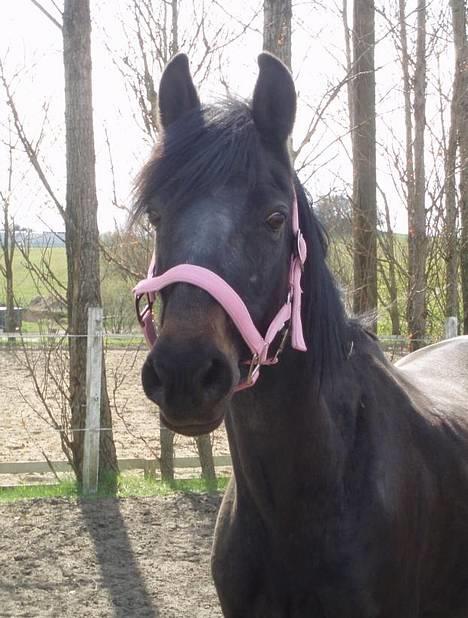 Anden særlig race Beauty †RIP† - Min lille Beauty dag 2 jeg havde hende :) - taget den 21/4-07 - Fotograf: Mig billede 1