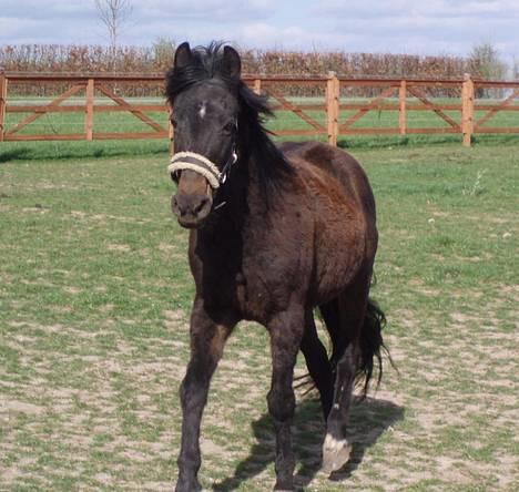 Anden særlig race Beauty †RIP† - Beauty der løb hen mod Lille Bamse som stod på den anden side af hegnet hehe - taget den 18/4-07 - Fotograf: Mig billede 2