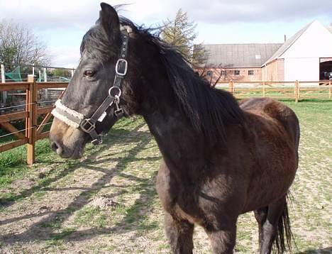 Anden særlig race Beauty †RIP† - her står den lille fine ;D - taget den 18/4-07 - Fotograf: Mig billede 3