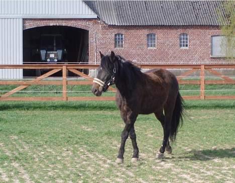 Anden særlig race Beauty †RIP† -  - taget den 18/4-07 - Fotograf: Mig billede 4