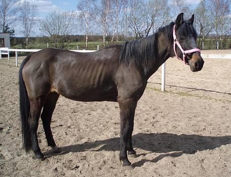 Anden særlig race Beauty †RIP† - Så tynd var hun da jeg fik hende :´( - taget den 21/4-07 - Fotograf: Mig billede 5