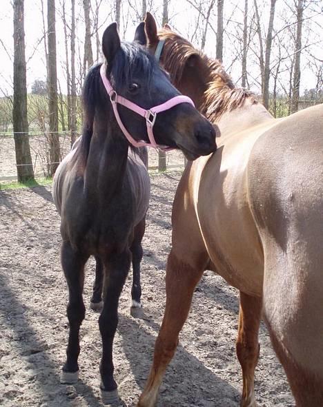 Anden særlig race Beauty †RIP† - beauty der Nusser Zürich - taget den 21/4-07 - Fotograf: Mig billede 6