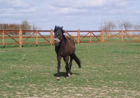 Anden særlig race Beauty †RIP† -  - taget den 18/4-07 - Fotograf: Mig billede 7