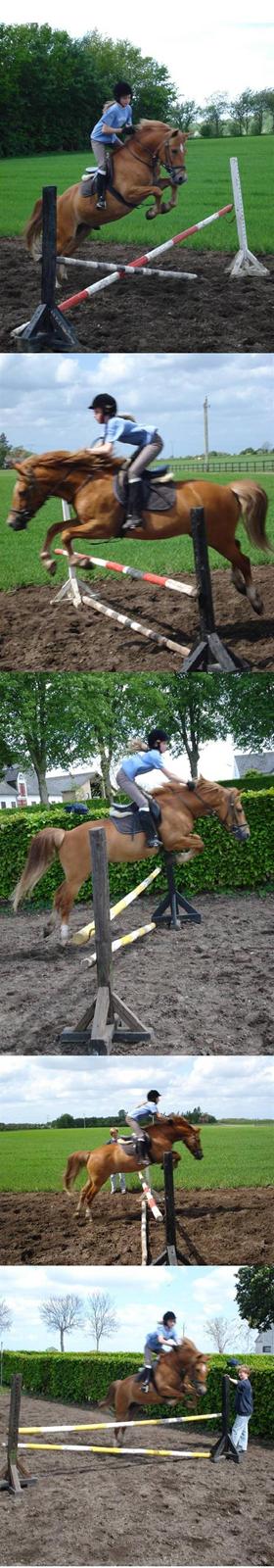 New Forest Tot - spring spring billede 12