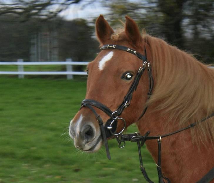 New Forest Tot - nårh hvor er du dejlig totte!!!<´3 til stævne <3 billede 13