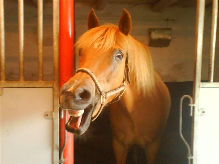 New Forest Tot - totte-lotte. billede 14