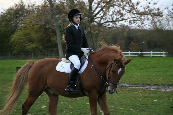 New Forest Tot - stævne på KIR 07'
 billede 15