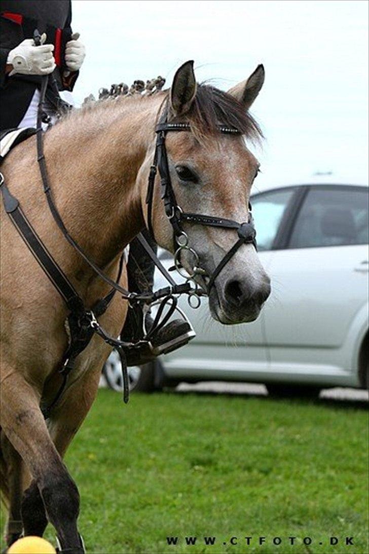 Anden særlig race Remember Me (Solgt) - Sakskøbing rideklubs åbenthus d. 26/9, her efter vi havde deltaget til spring kvadrillen.
Billedet er taget og købt af CTfoto. billede 3