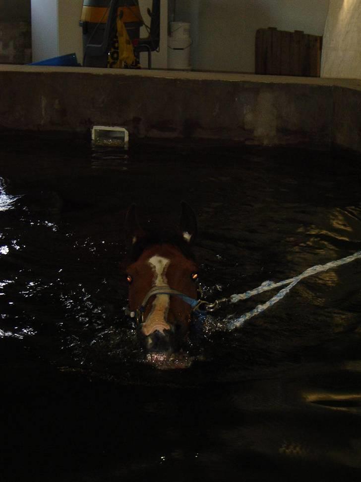 Dansk Varmblod Westergaardens Casir billede 14