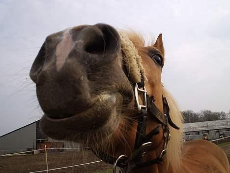 Haflinger Provence - uuuhhh gi mig noget mad.... billede 19