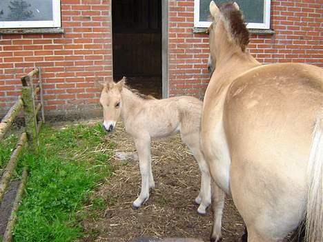 Anden særlig race Gravgaard's Musse - Musses føl, Mille, fra år 2006 billede 7