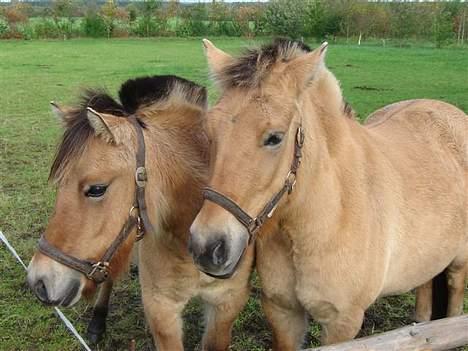 Anden særlig race Gravgaard's Musse - Musse og Mille ligner utrolig meget hinanden. Mille er ved at blive højere end Musse. Musse til højre og Mille til venstre billede 10