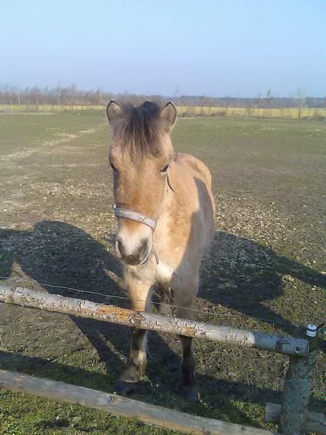 Anden særlig race Gravgaard's Mille billede 1