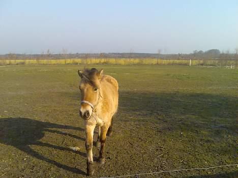 Anden særlig race Gravgaard's Mille - Gulerødder? Jeg kommer!! billede 2