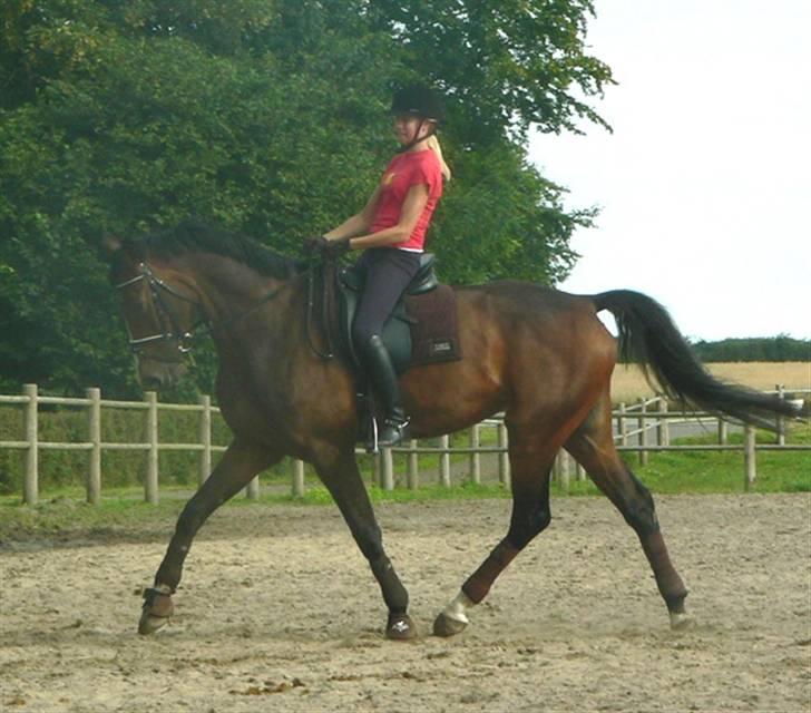 Dansk Varmblod Flying dream - Aflivet  - Dressur kursus. hos maria a billede 19