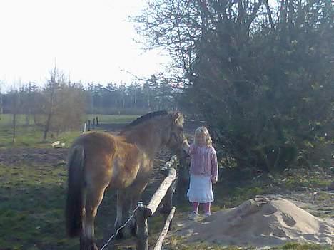 Anden særlig race Gravgaard's Mille - Mille og kusinen Isabelle billede 3