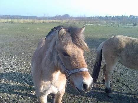 Anden særlig race Gravgaard's Mille billede 4