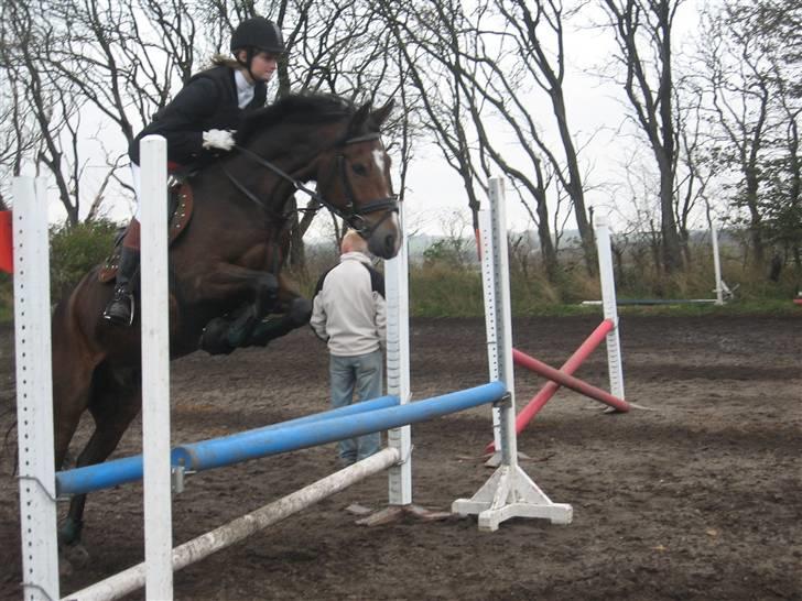 Belgisk Sportspony Wunder(tilbage sendt) - opvarmning til NTR hopla (; billede 1