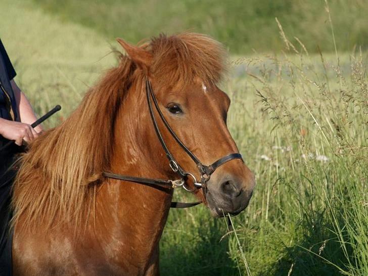 Islænder Tói fra Hem billede 1