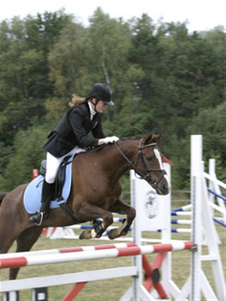 Anden s&#230;rlig race Hovvejens Rex - Rex der springer med gamle ejer. Til et st&#230;vne. billede 4