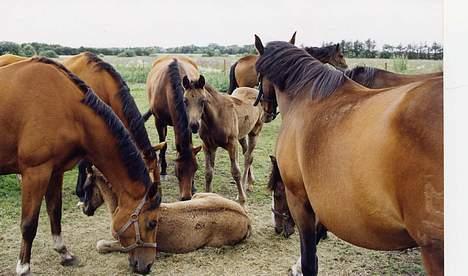 Dansk Varmblod Sundorfs Manon  - Allerede som føl var hun centrum for al opmærksomhed billede 6