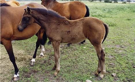 Dansk Varmblod Sundorfs Manon  - Følle bølle Manon billede 7