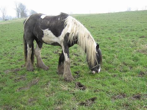 Irish Cob Kavanaugh - Beskidt ??!!!! Nix - mudderbad er godt for pelsen billede 24