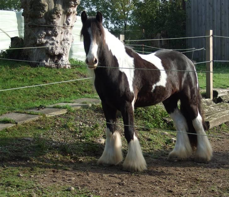 Irish Cob Kavanaugh - 03 oktober 2007 - en stille morgen i vores nye hjem billede 21