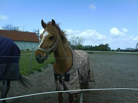 Anden særlig race Copperfield - Copperfield .. billede 9