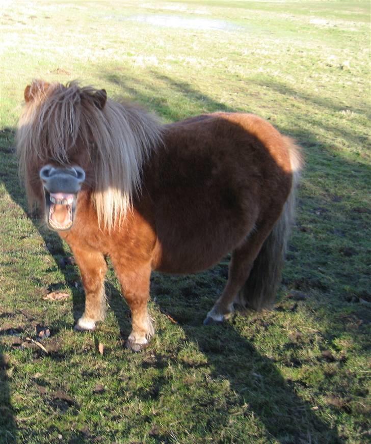Shetlænder Mosbækminde Giselle  - 17 marts 2008. billede 16