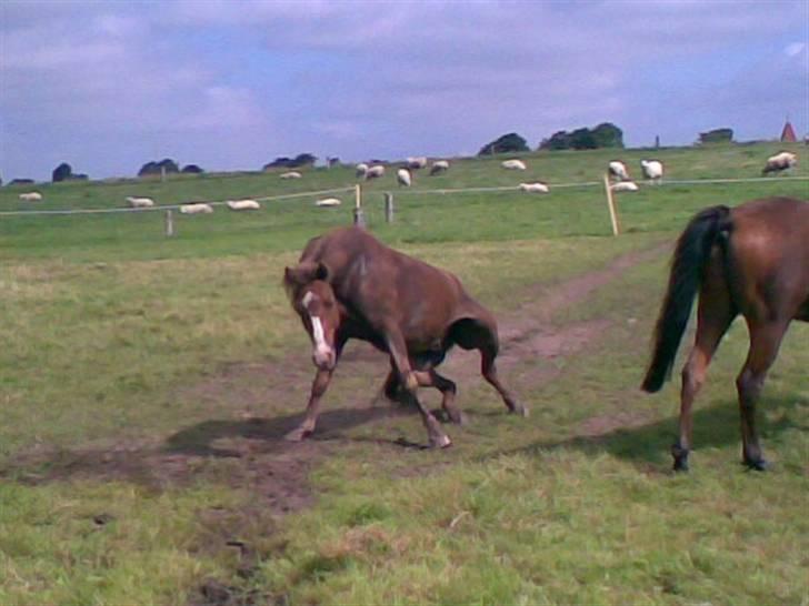 DSP Alcoy Kærlund SOLGT - Puhaa, op at stå. ;D billede 11